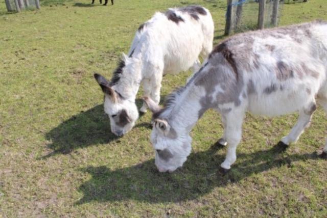 Camping De Waterbuffelfarm Oldemarkt Ngoại thất bức ảnh